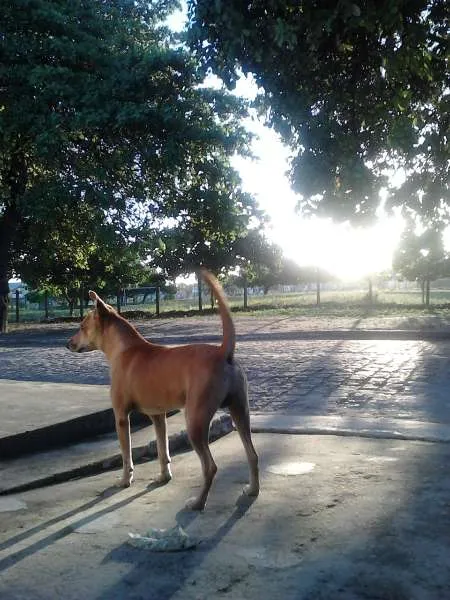 Cachorro raça Vira Lata idade 5 anos nome Rocky
