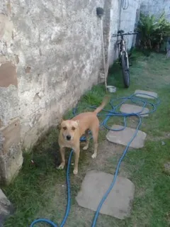 Cachorro raça Vira Lata idade 5 anos nome Rocky
