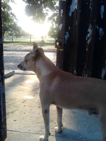 Cachorro raça Vira Lata idade 5 anos nome Rocky