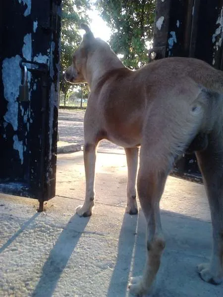 Cachorro raça Vira Lata idade 5 anos nome Rocky
