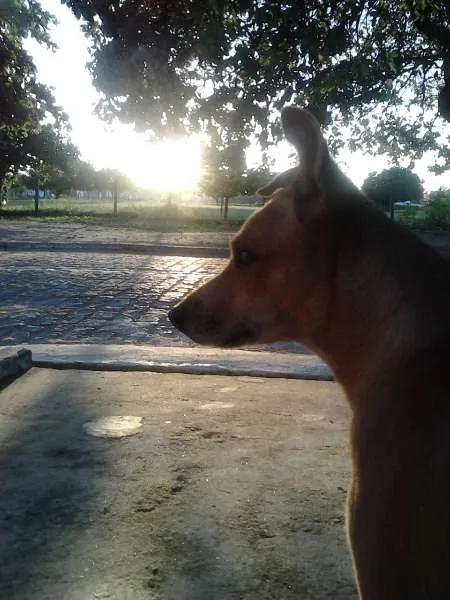 Cachorro raça Vira Lata idade 5 anos nome Rocky
