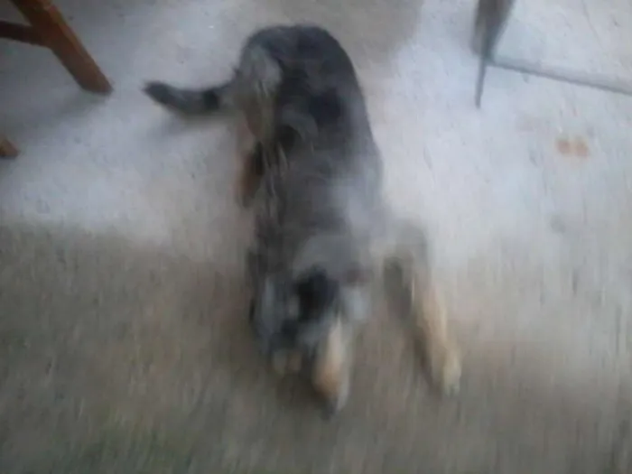 Cachorro ra a RND idade 1 ano nome Thor