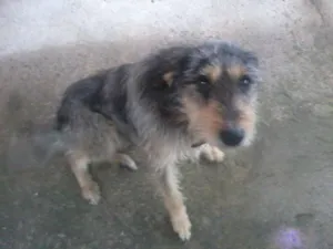 Cachorro raça RND idade 1 ano nome Thor