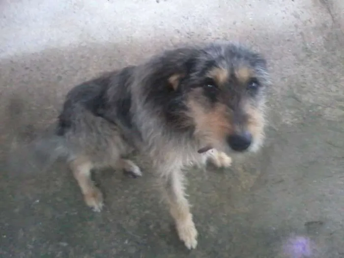 Cachorro ra a RND idade 1 ano nome Thor