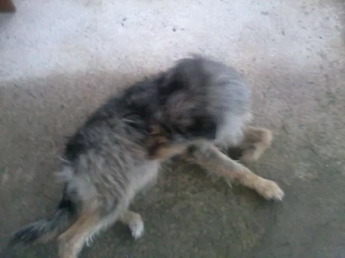 Cachorro ra a RND idade 1 ano nome Thor