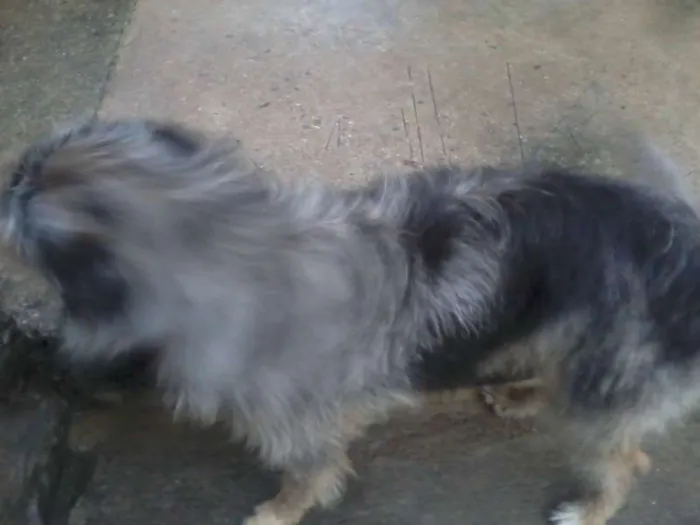 Cachorro ra a RND idade 1 ano nome Thor
