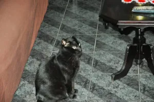 Gato raça  idade 6 ou mais anos nome nego ou neguinho GR