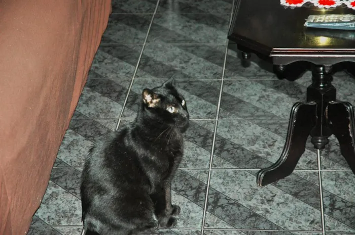 Gato ra a  idade 6 ou mais anos nome nego ou neguinho GR