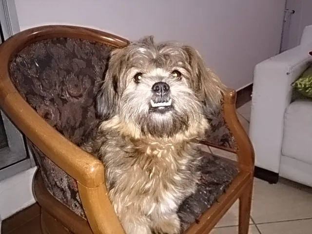 Cachorro ra a Lhasa Apso idade 7 a 11 meses nome Théo