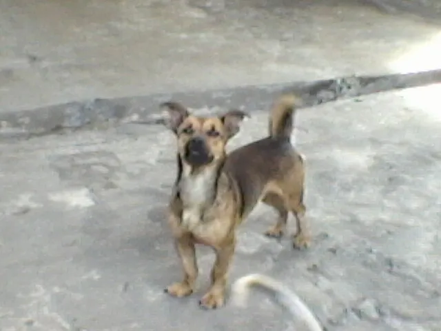 Cachorro raça SRD idade 2 anos nome rex