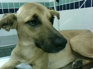 Cachorro ra a SRD idade 5 anos nome NEIMAR