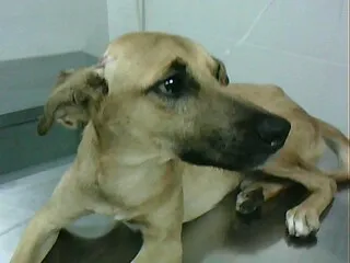 Cachorro ra a SRD idade 5 anos nome NEIMAR