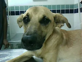 Cachorro ra a SRD idade 5 anos nome NEIMAR
