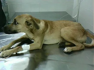 Cachorro ra a SRD idade 5 anos nome NEIMAR