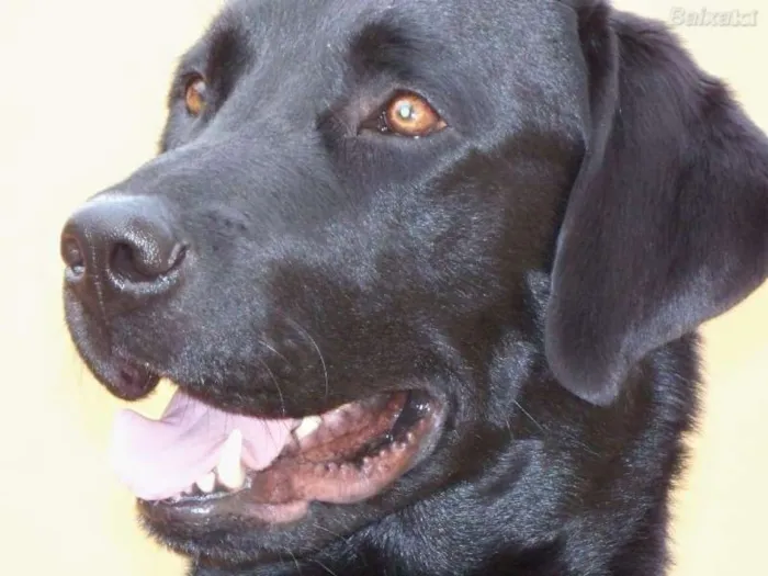 Cachorro ra a Labrador idade 7 a 11 meses nome Pitoco