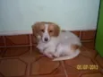 dudu