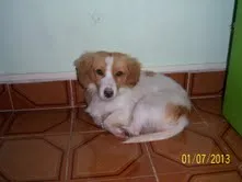 Cachorro ra a dac idade  nome dudu