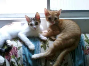 Gato raça indefinida idade 2 a 6 meses nome Milla e Joia