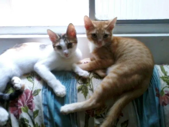Gato raça indefinida idade 2 a 6 meses nome Milla e Joia