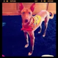 Romeo