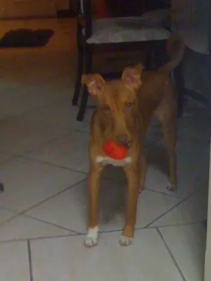 Cachorro raça Vira Lata idade 1 ano nome Romeo