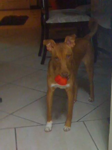 Cachorro ra a Vira Lata idade 1 ano nome Romeo