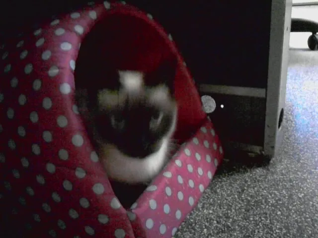 Gato ra a Siamês idade 3 anos nome Gordinha-castrada