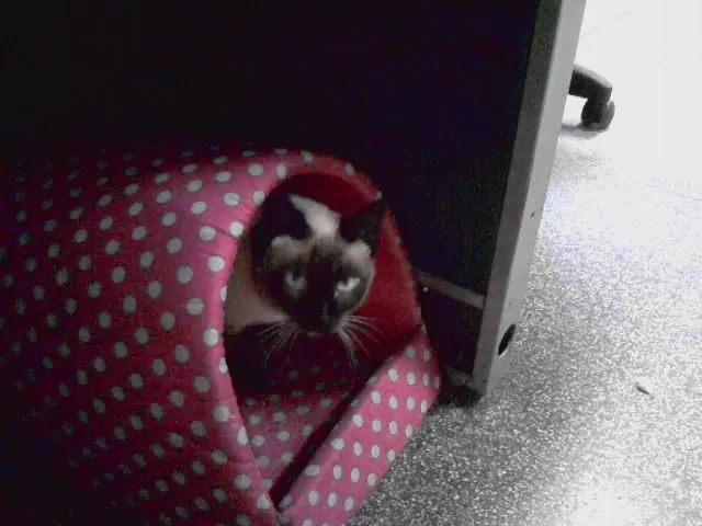 Gato ra a Siamês idade 3 anos nome Gordinha-castrada