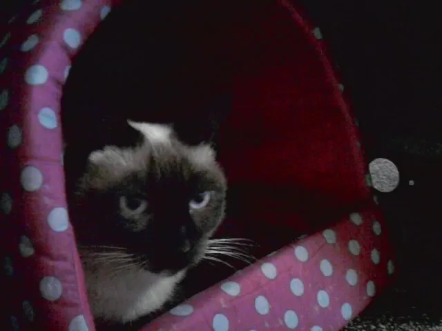 Gato ra a Siamês idade 3 anos nome Gordinha-castrada
