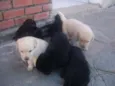 Filhotes de labrador