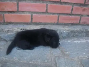 Cachorro raça Labrador idade 2 a 6 meses nome Filhotes de labrador