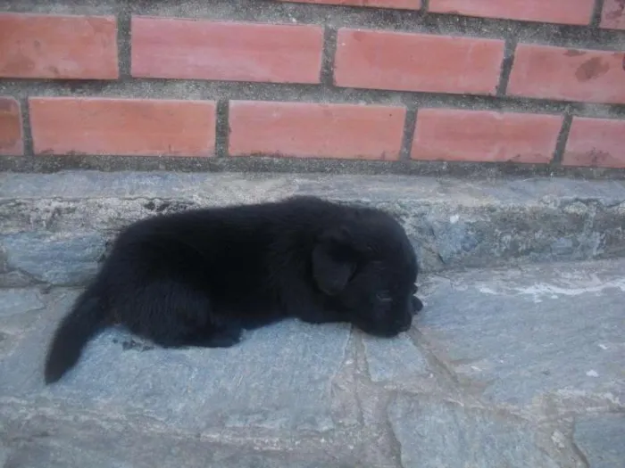 Cachorro ra a Labrador idade 2 a 6 meses nome Filhotes de labrador