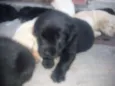 Filhotes de labrador