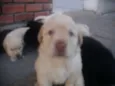 Filhotes de labrador