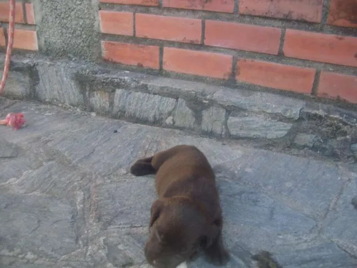Cachorro ra a Labrador idade 2 a 6 meses nome Filhotes de labrador