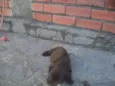 Filhotes de labrador