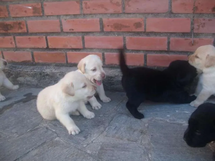 Cachorro ra a Labrador idade 2 a 6 meses nome Filhotes de labrador