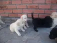 Filhotes de labrador