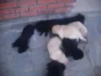 Filhotes de labrador