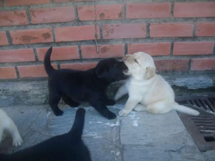 Cachorro ra a Labrador idade 2 a 6 meses nome Filhotes de labrador