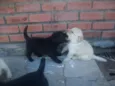 Filhotes de labrador