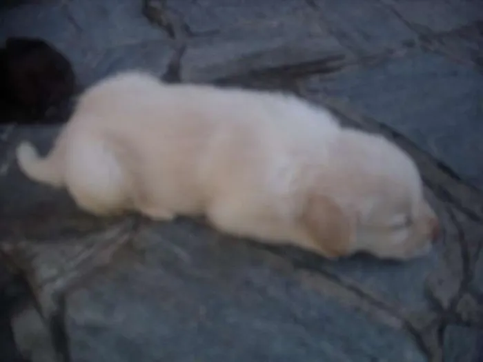 Cachorro ra a Labrador idade 2 a 6 meses nome Filhotes de labrador