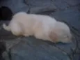 Filhotes de labrador