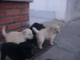 Filhotes de labrador