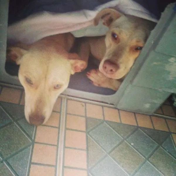 Cachorro raça Vira Latas idade 3 anos nome Mel e Bebe