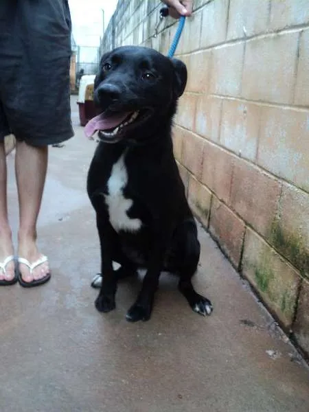 Cachorro ra a SRD idade 2 anos nome Basker