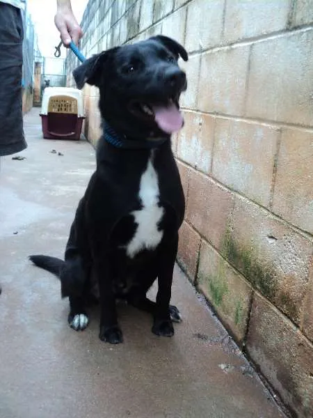 Cachorro ra a SRD idade 2 anos nome Basker