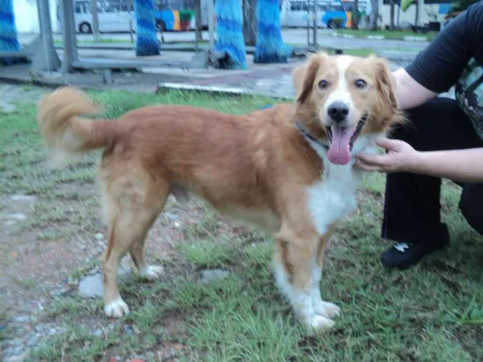Cachorro ra a SRD idade 1 ano nome Paçoca