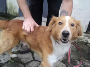 Cachorro raça SRD idade 1 ano nome Paçoca