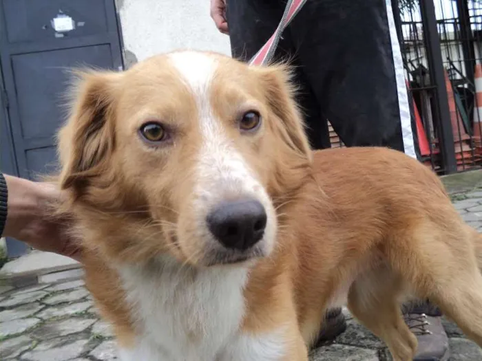 Cachorro ra a SRD idade 1 ano nome Paçoca